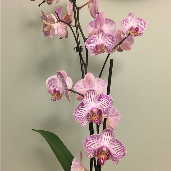 Meet your Posher, Kira - Picture 1 of 1